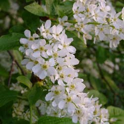 Prunus padus